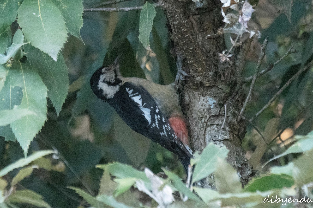 Himalayan Woodpecker - ML628119020