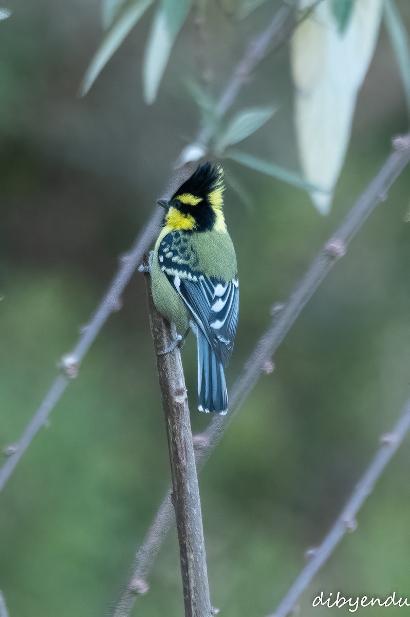 Himalayan Black-lored Tit - ML628119029