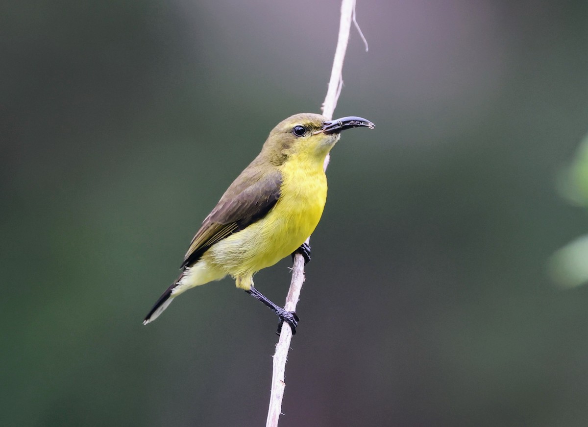 Palawan Sunbird - ML628119059