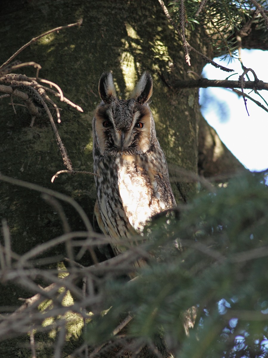 Long-eared Owl - ML628119137