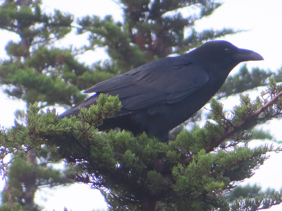 Common Raven - ML628119167