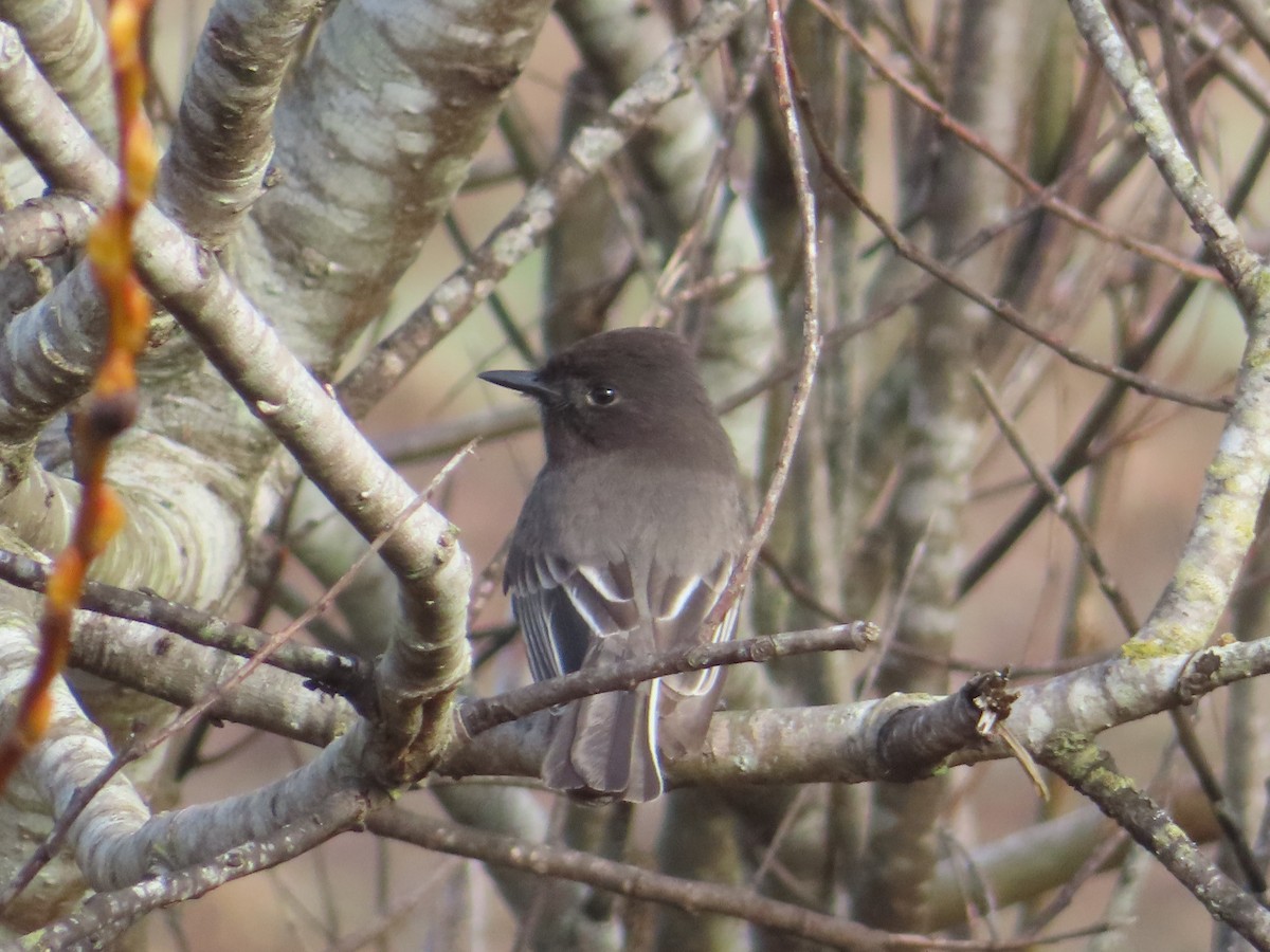 Black Phoebe - ML628119174