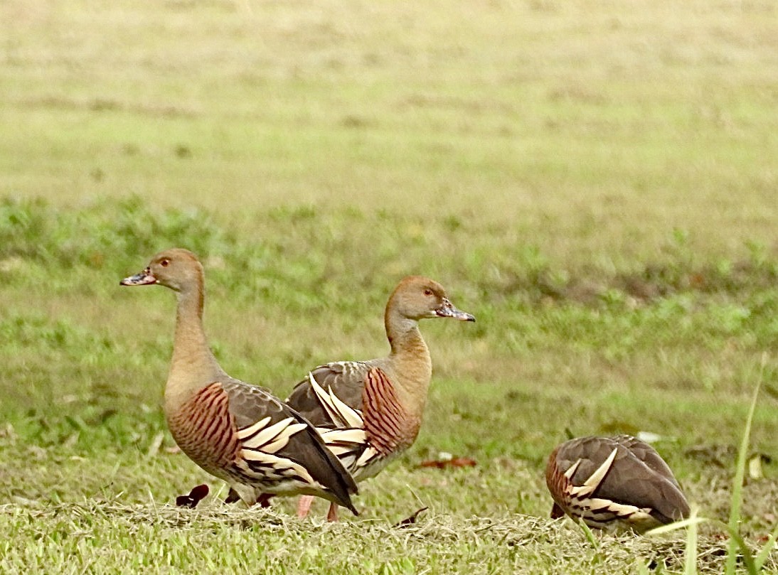 Plumed Whistling-Duck - ML628119188