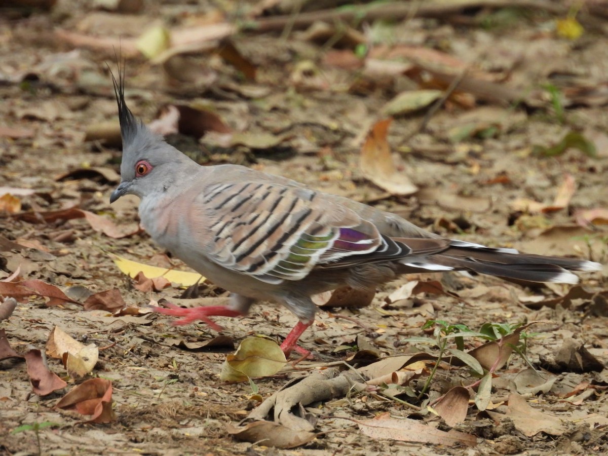 Crested Pigeon - ML628119195
