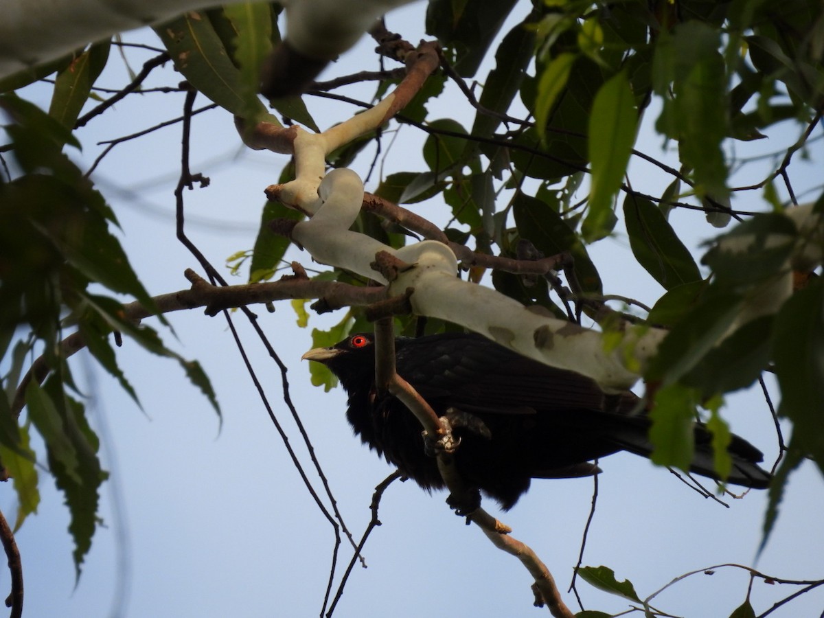 Pacific Koel - ML628119202