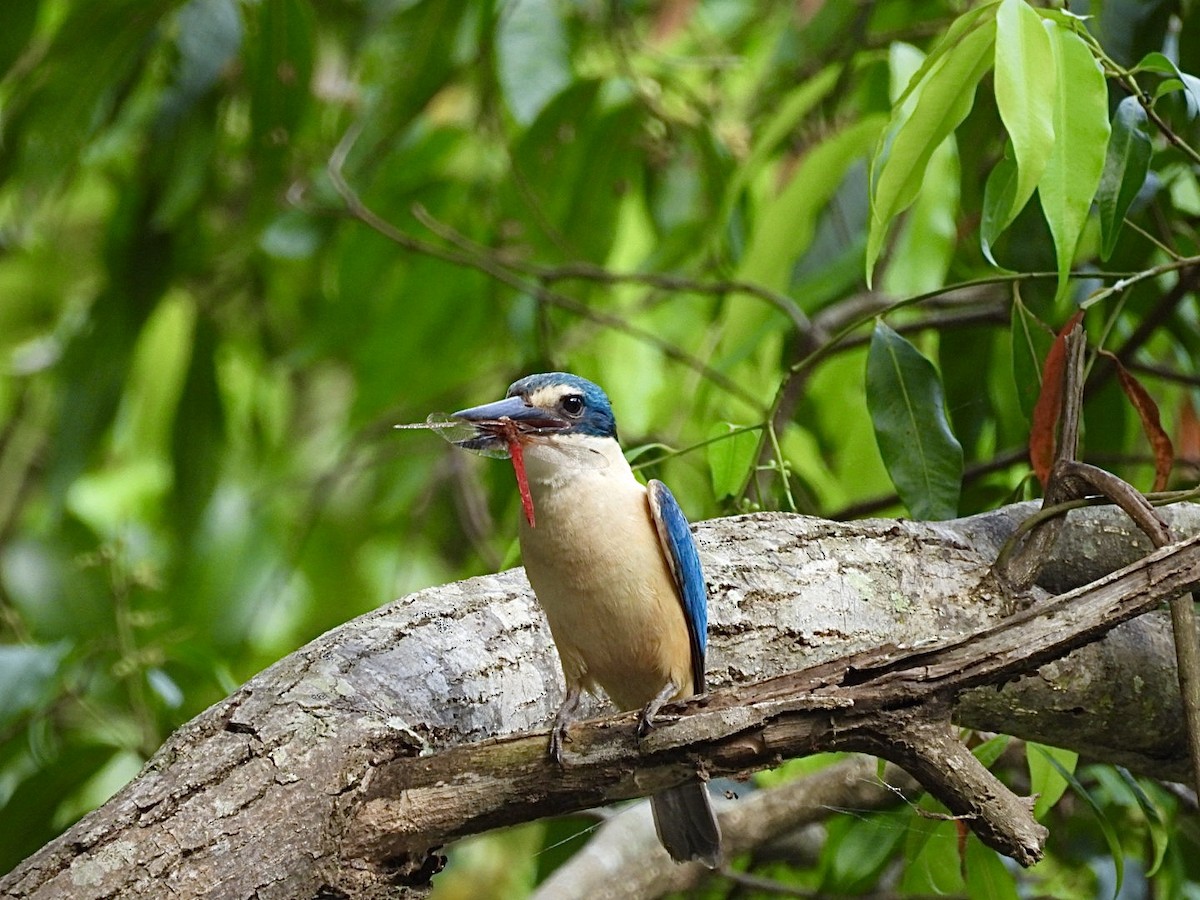 Sacred Kingfisher - ML628119216