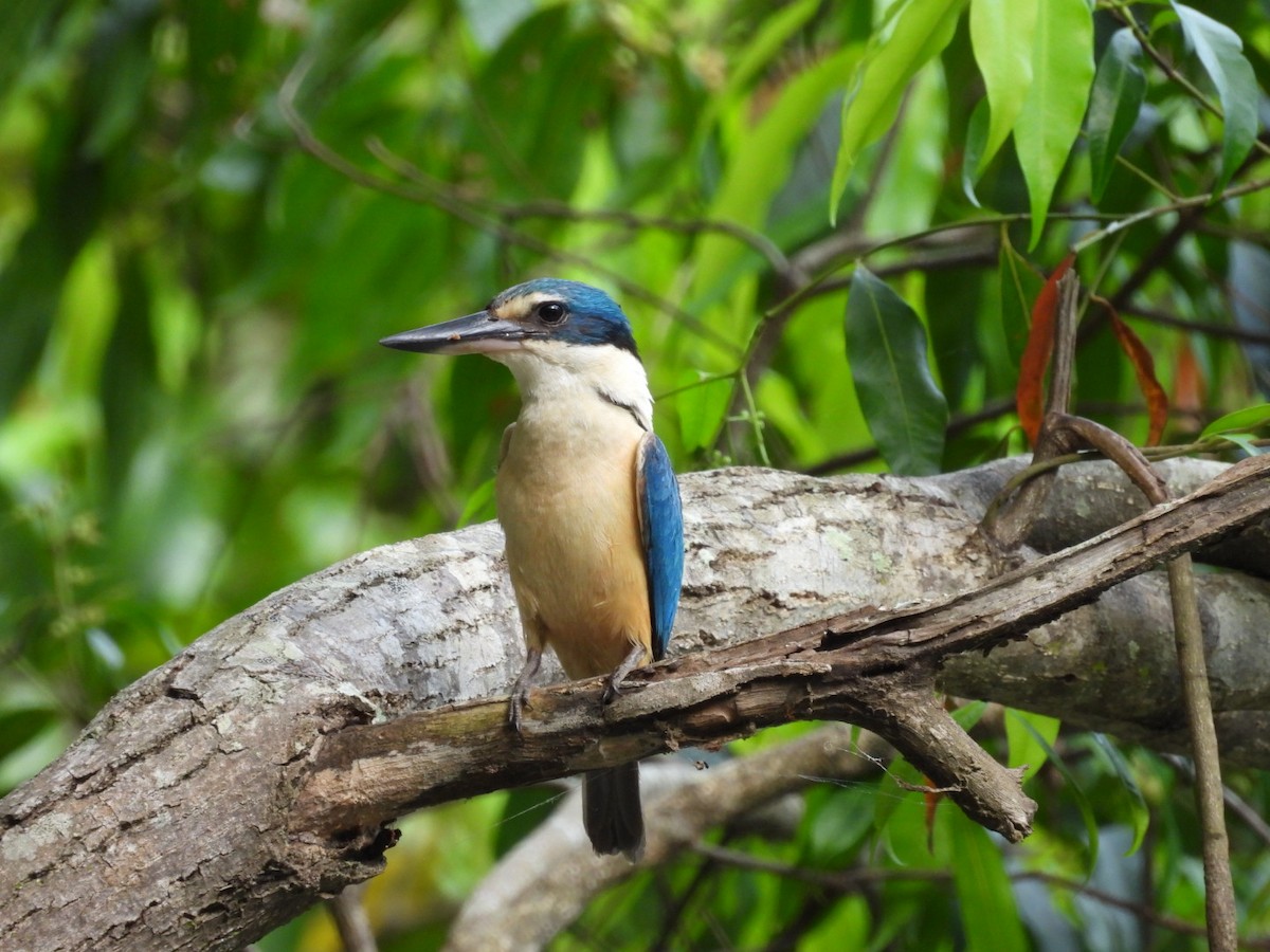Sacred Kingfisher - ML628119217