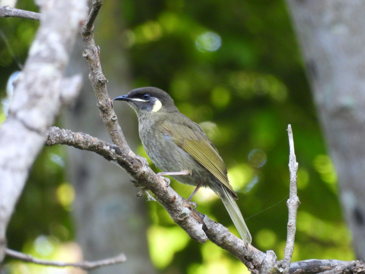Lewin's Honeyeater - ML628119226