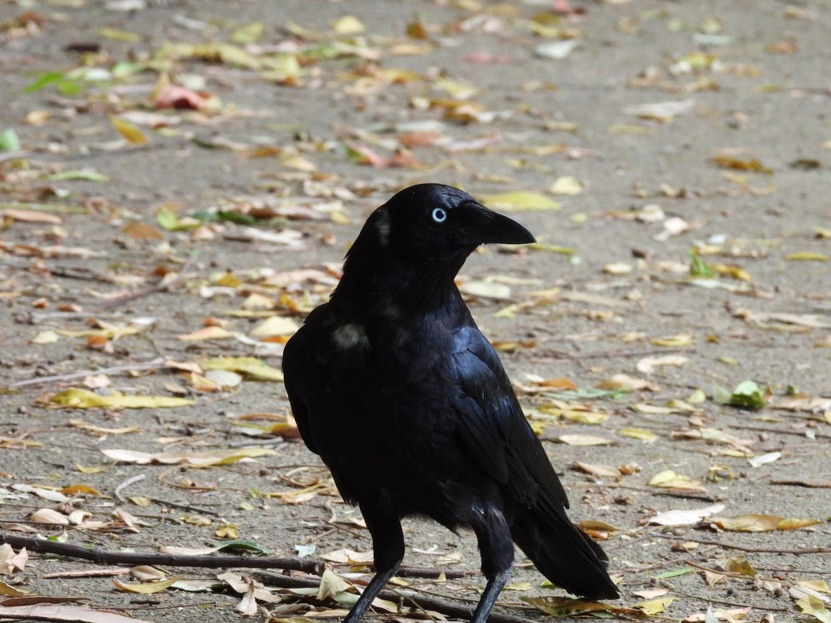 Torresian Crow - ML628119233