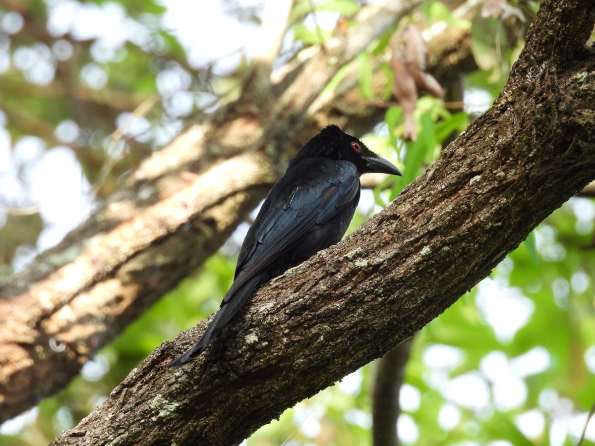 Spangled Drongo - ML628119237
