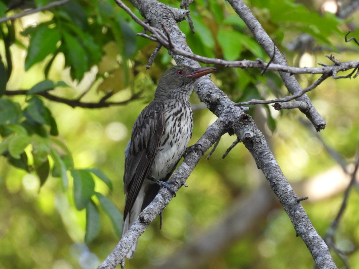 Olive-backed Oriole - ML628119368