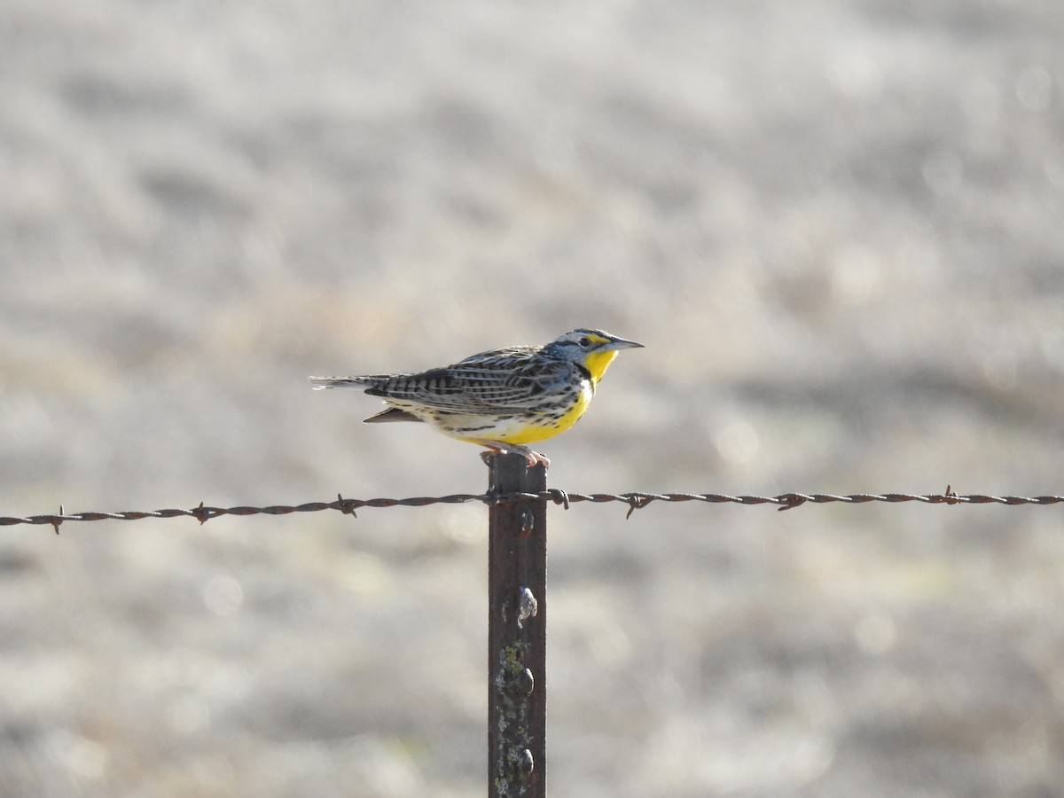Western Meadowlark - ML628119413
