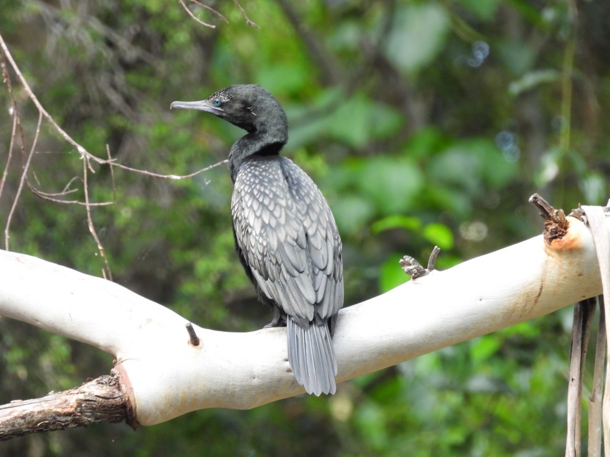 Little Black Cormorant - ML628119421