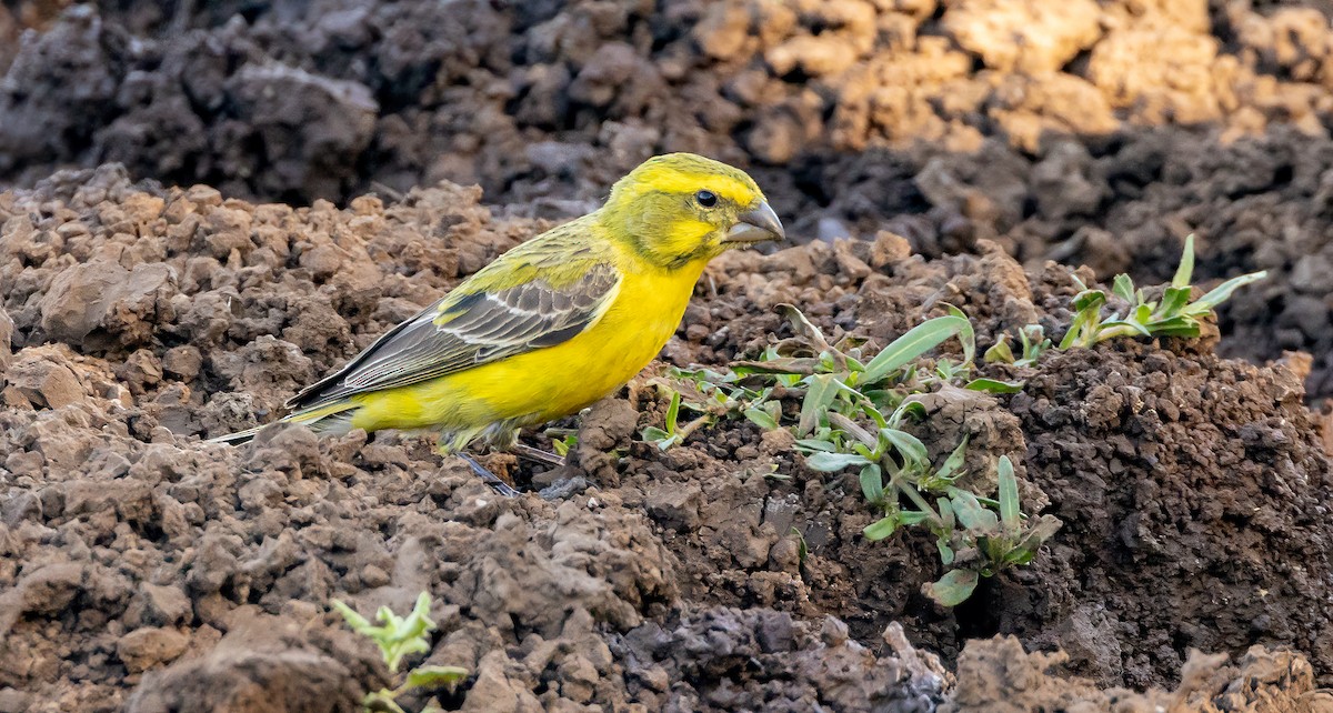 Serin de Sainte-Hélène - ML628119620