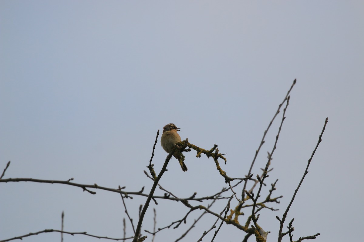 Siberian Accentor - ML628119686