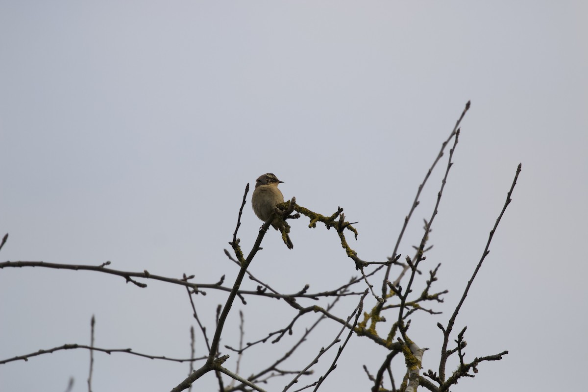 Siberian Accentor - ML628119688