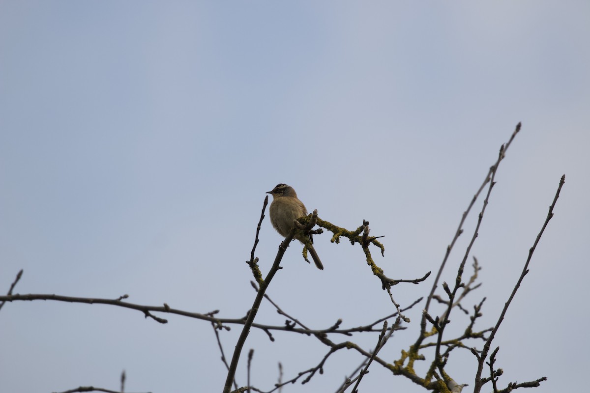 Siberian Accentor - ML628119690