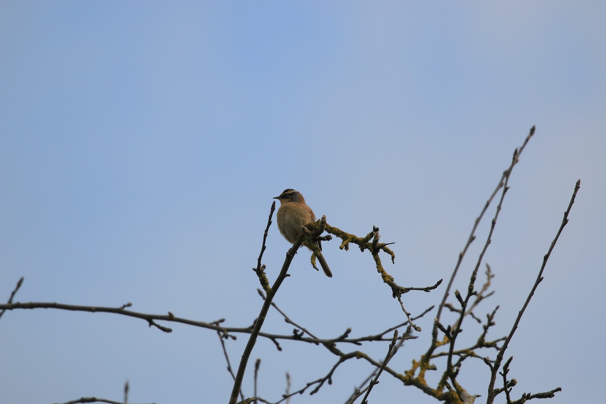 Siberian Accentor - ML628119691