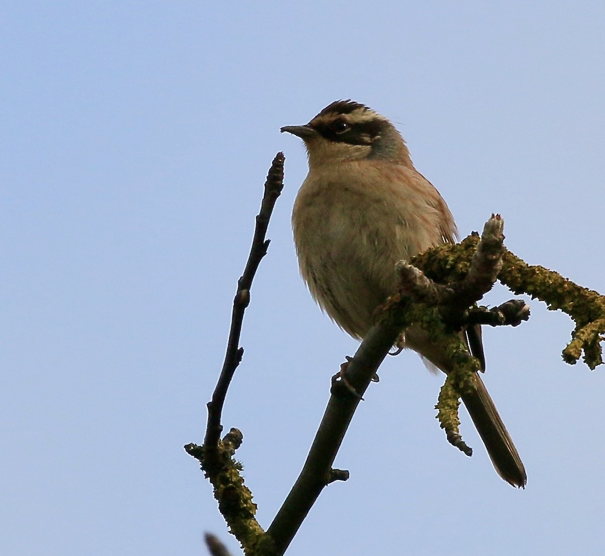 Siberian Accentor - ML628119696