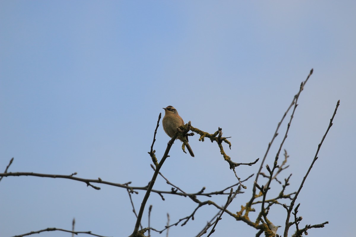 Siberian Accentor - ML628119702