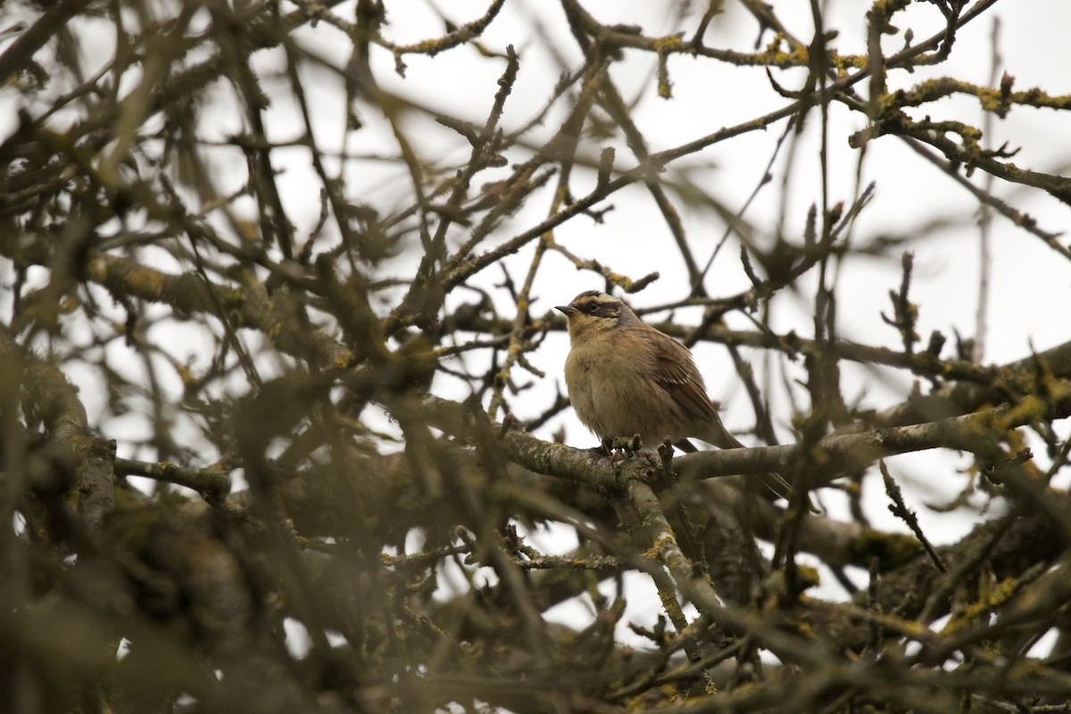 Siberian Accentor - ML628119721