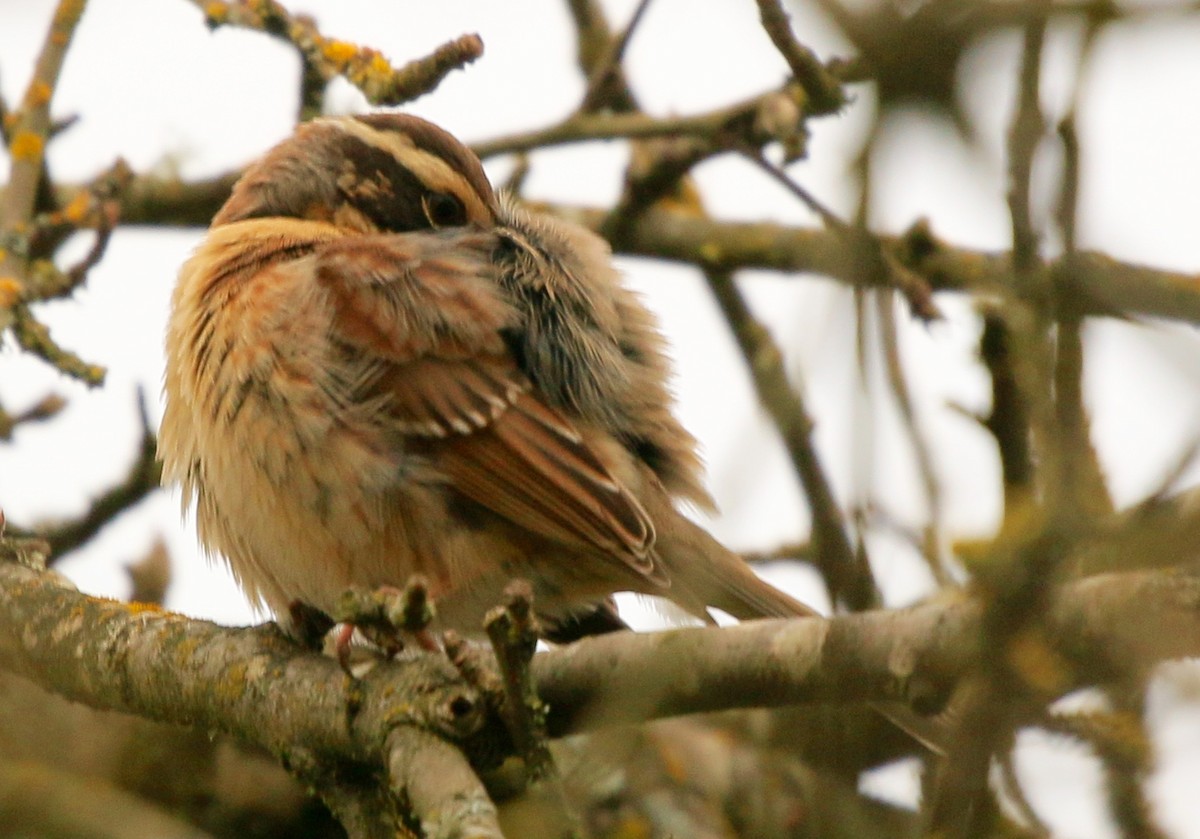 Siberian Accentor - ML628119727