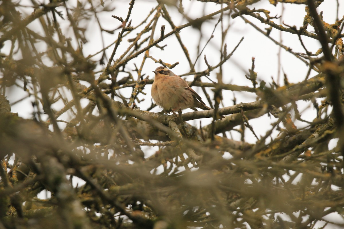 Siberian Accentor - ML628119733