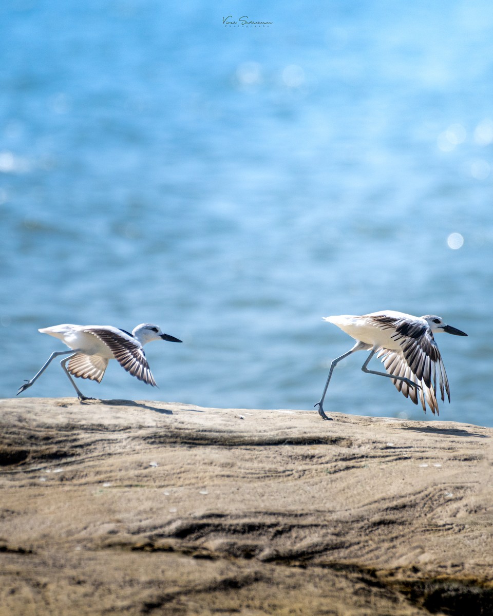 Crab-Plover - ML628119781