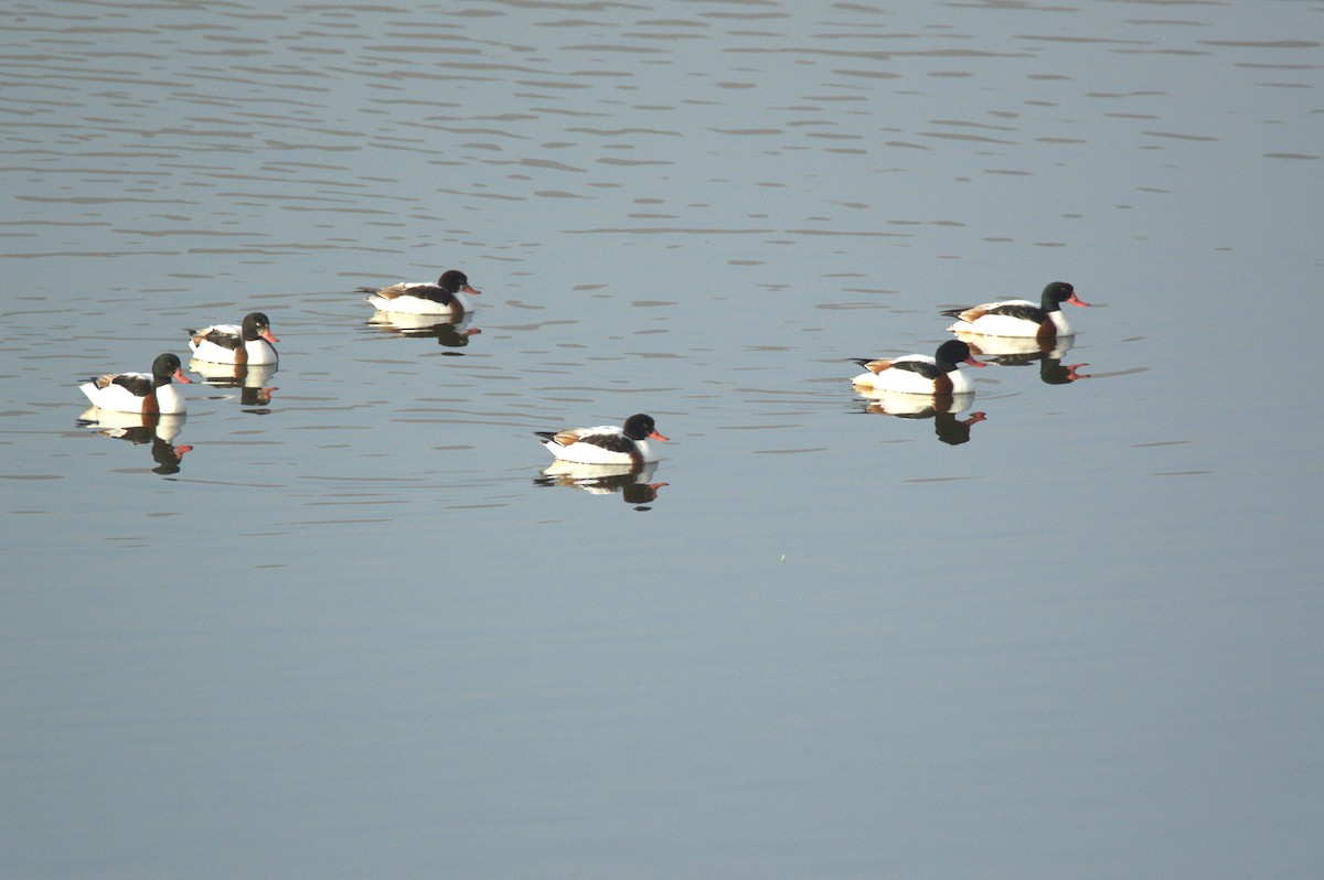 Common Shelduck - ML628119799