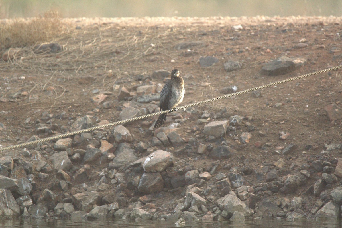 Pygmy Cormorant - ML628119810