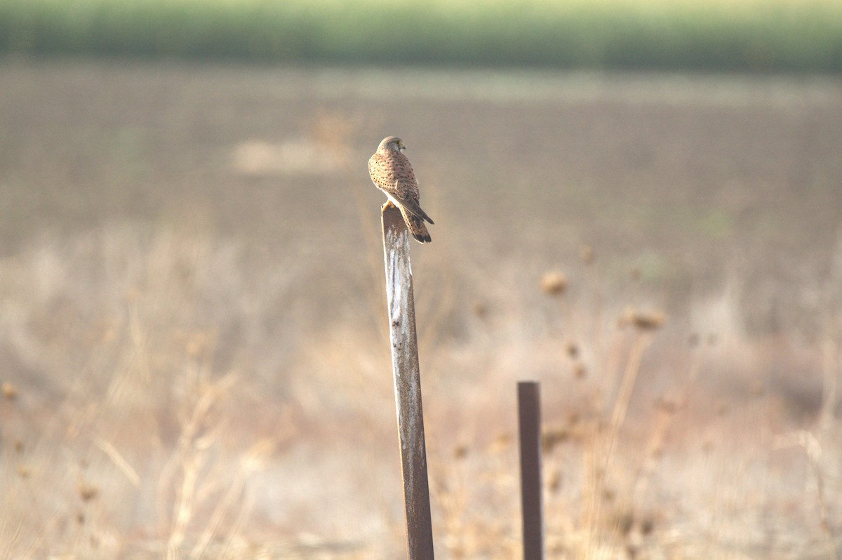 Eurasian Kestrel - ML628119815