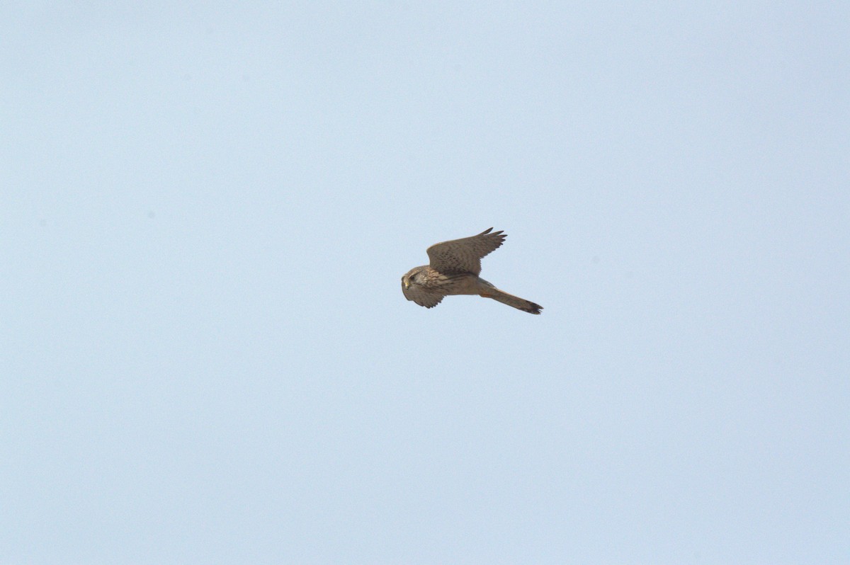 Eurasian Kestrel - ML628119816