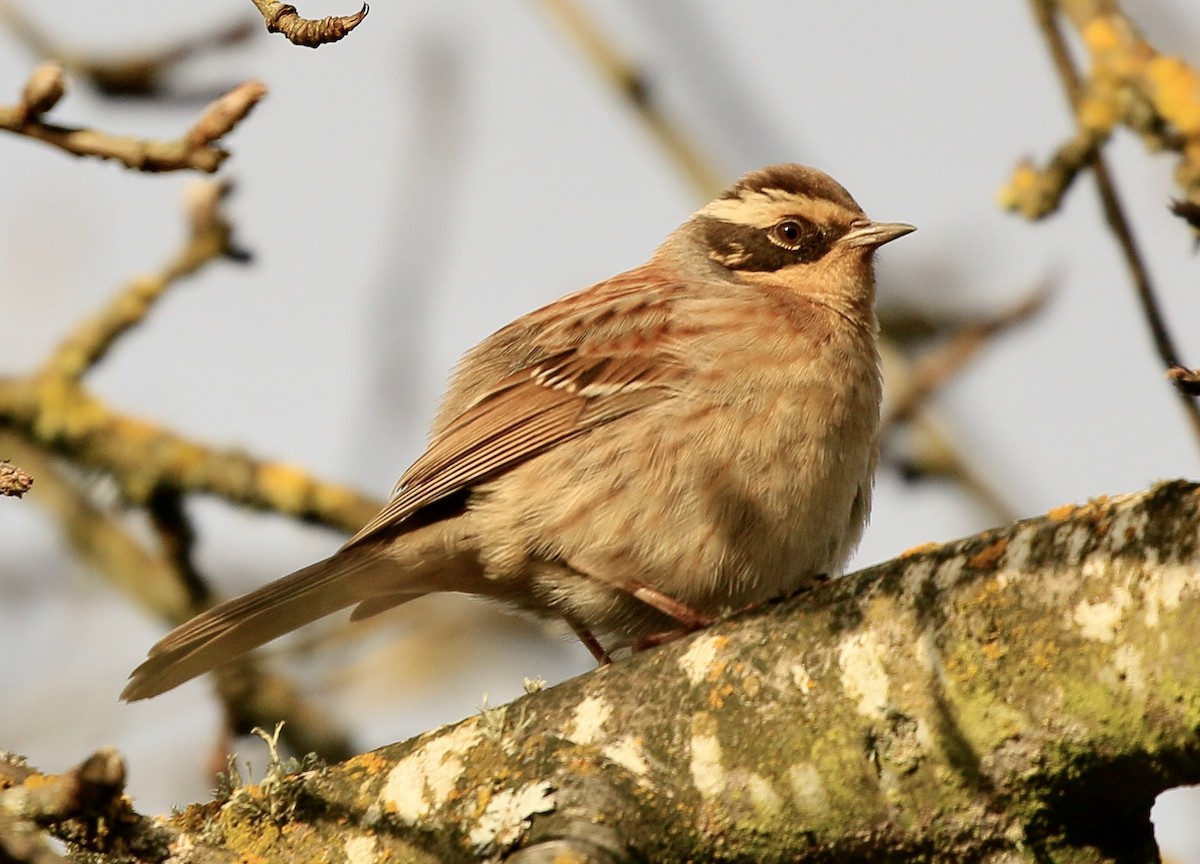 Siberian Accentor - ML628119822