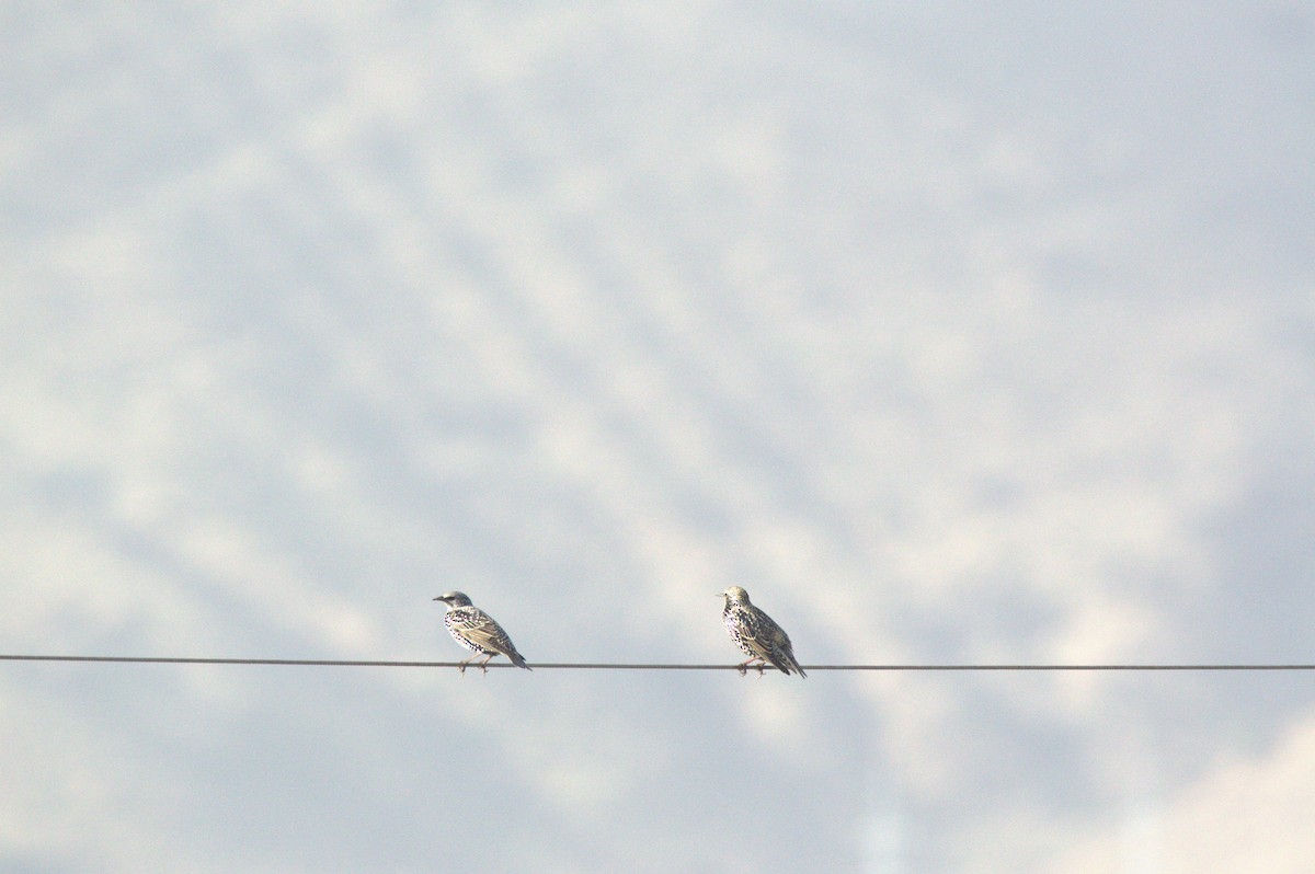 European Starling - ML628119831