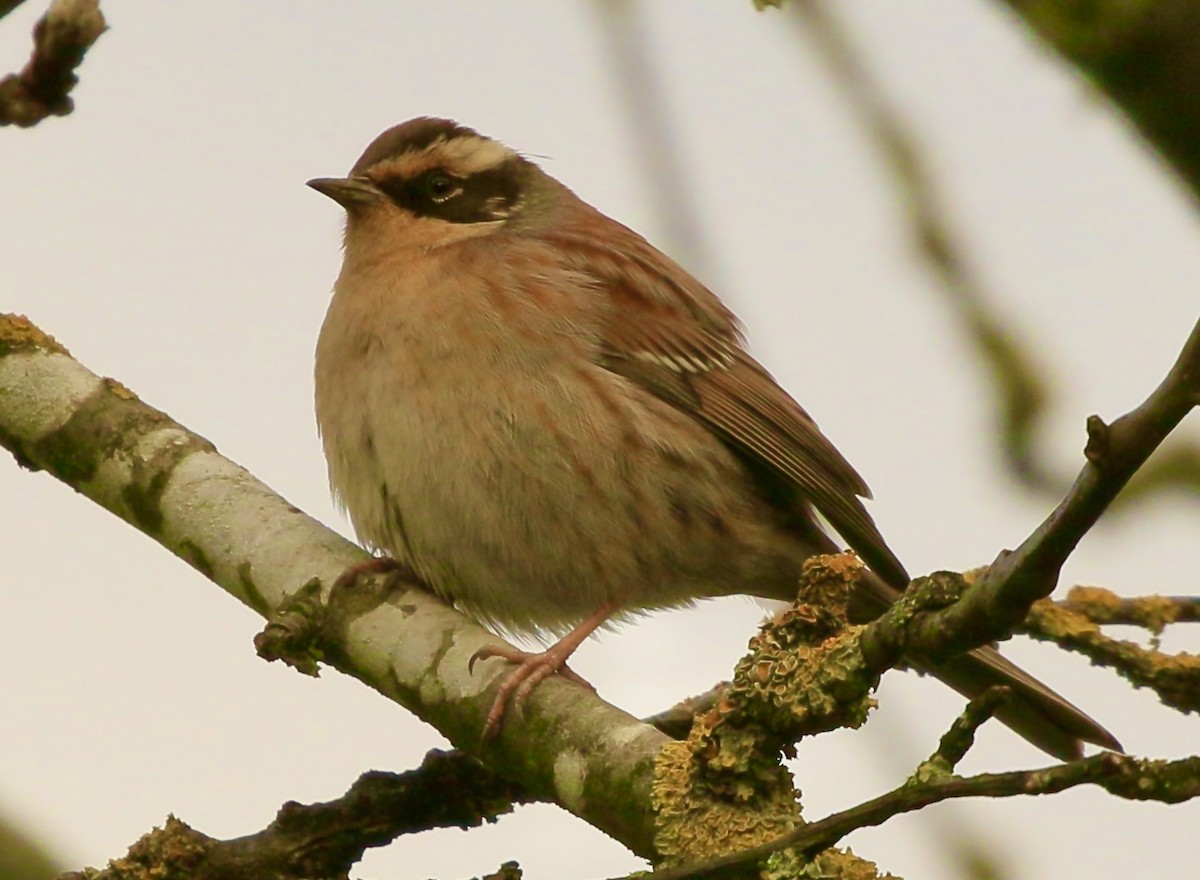 Siberian Accentor - ML628119833