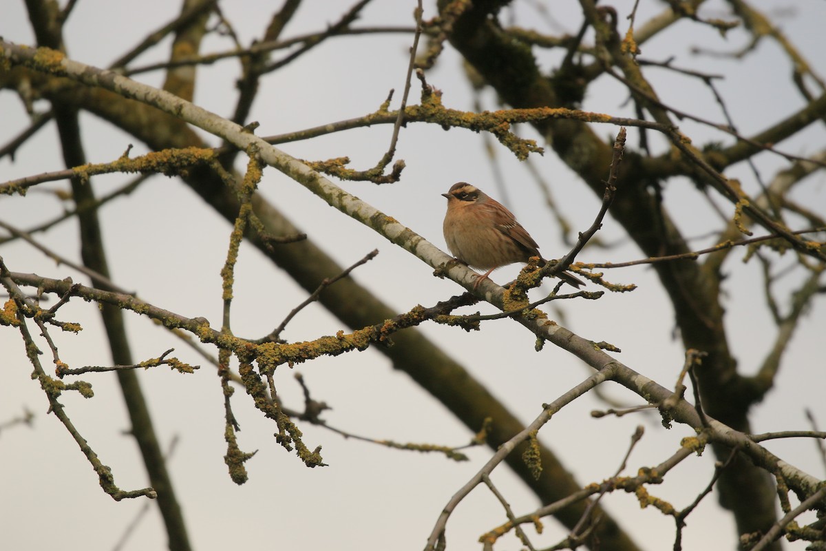 Siberian Accentor - ML628119837