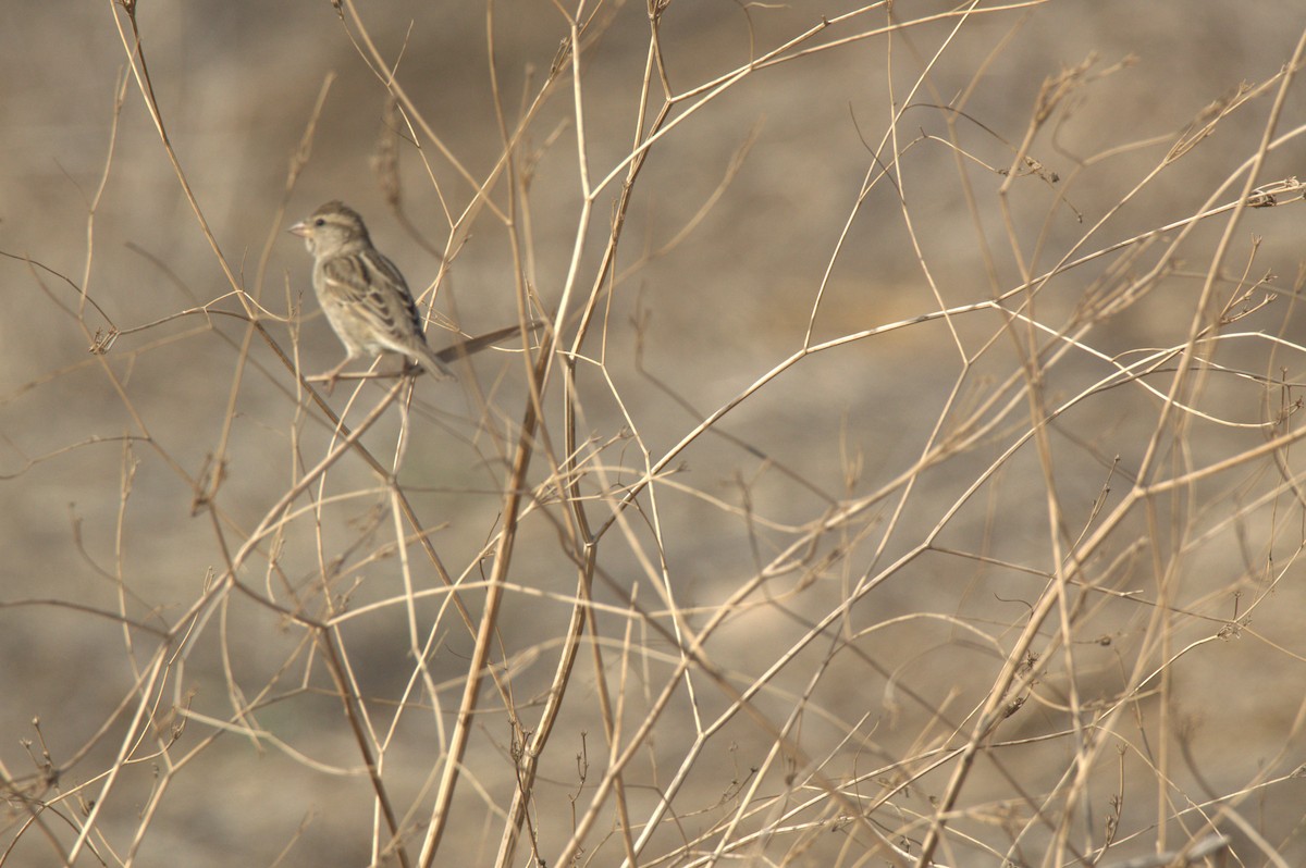 Dead Sea Sparrow - ML628119841