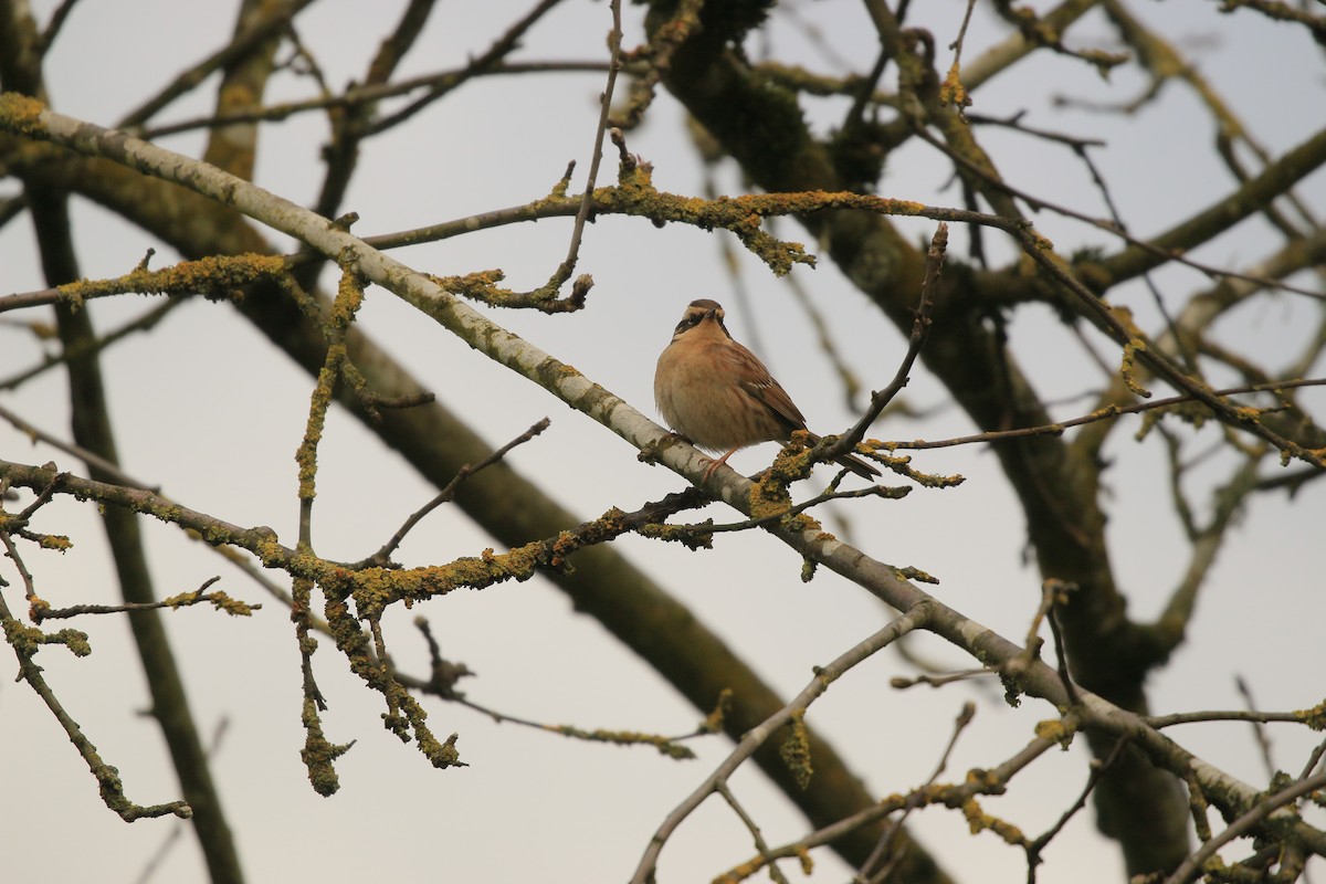 Siberian Accentor - ML628119842