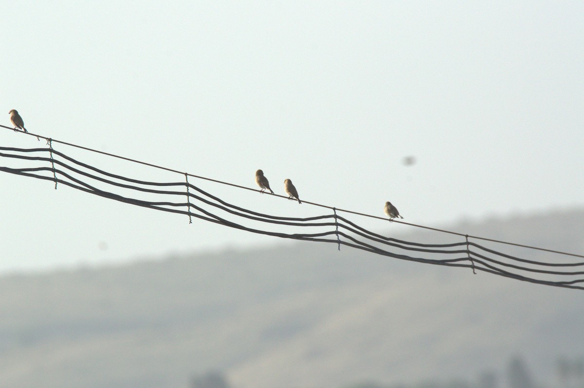 Desert Finch - ML628119860