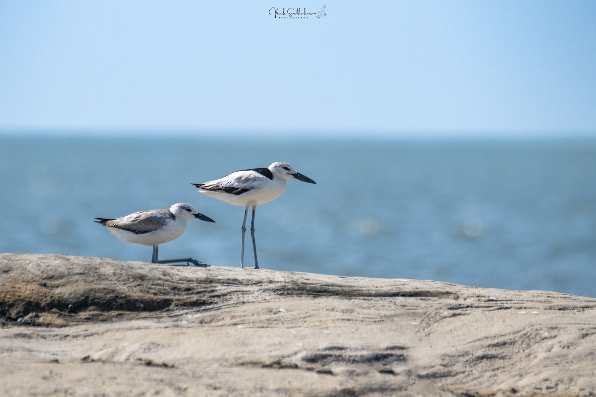 Crab-Plover - ML628119953