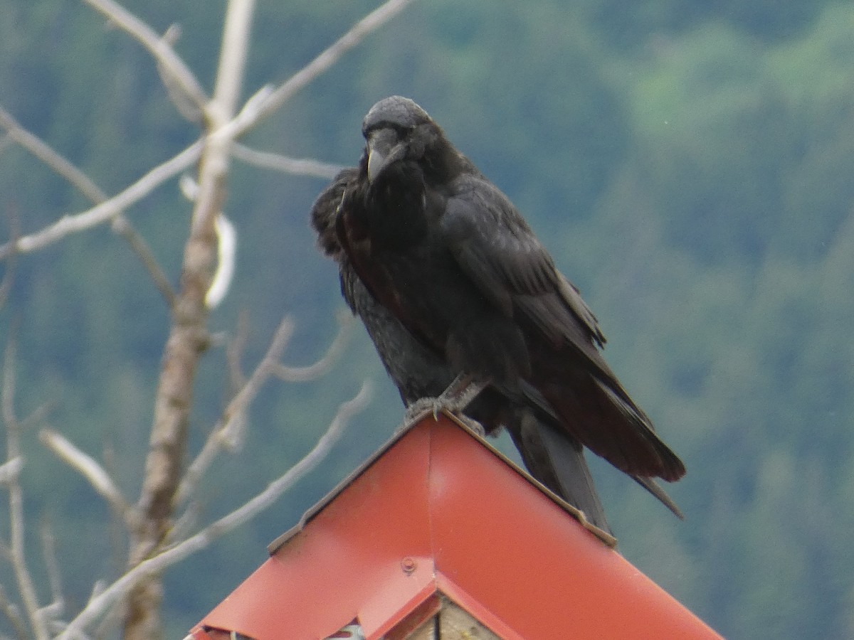 Common Raven - ML628120042