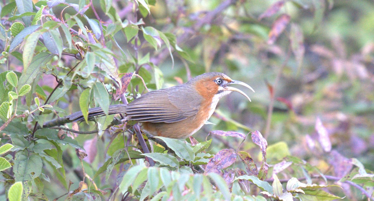 Rusty-cheeked Scimitar-Babbler - ML628120070