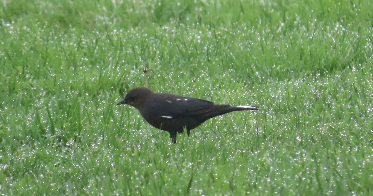 Brewer's Blackbird - ML628120136