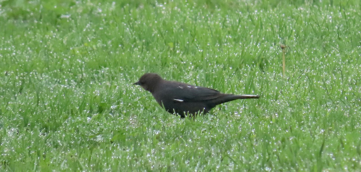 Brewer's Blackbird - ML628120139