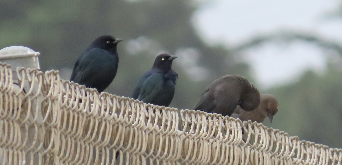 Brewer's Blackbird - ML628120142