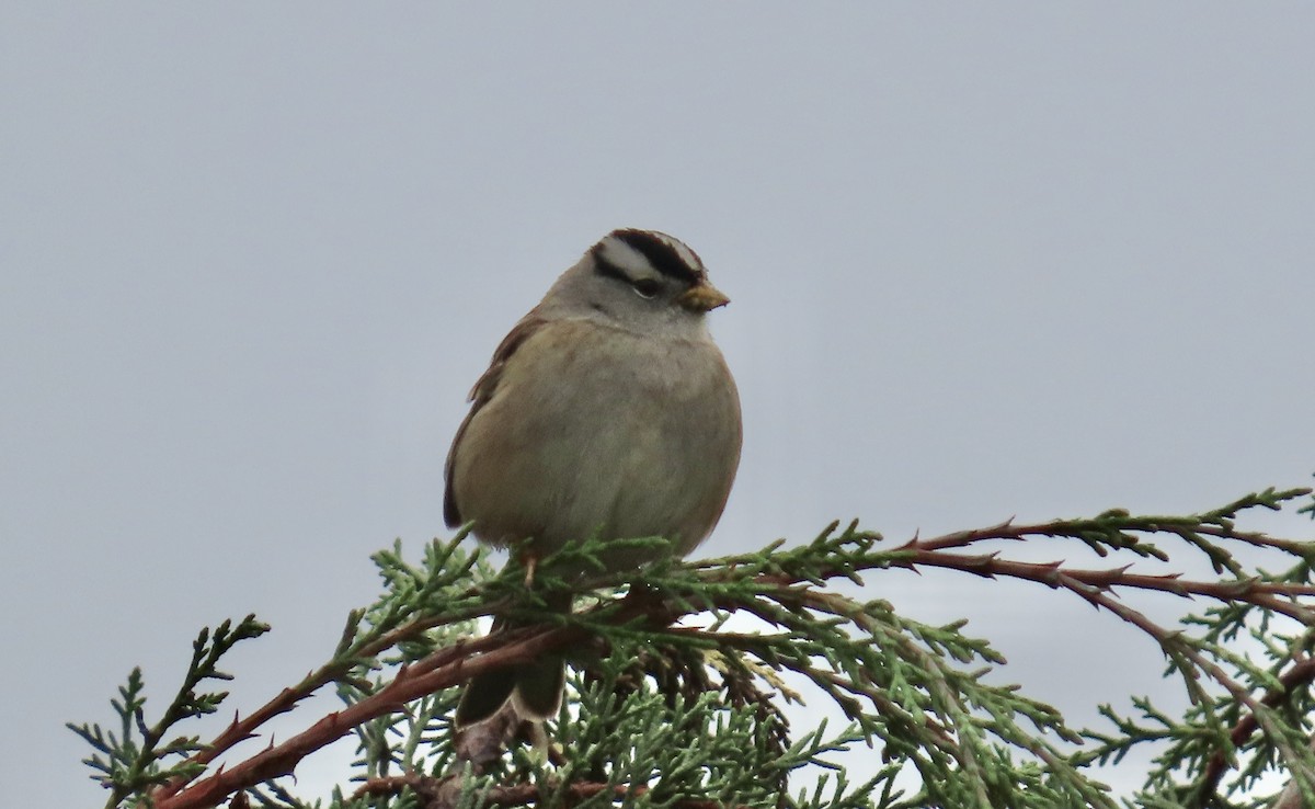 White-crowned Sparrow - ML628120144