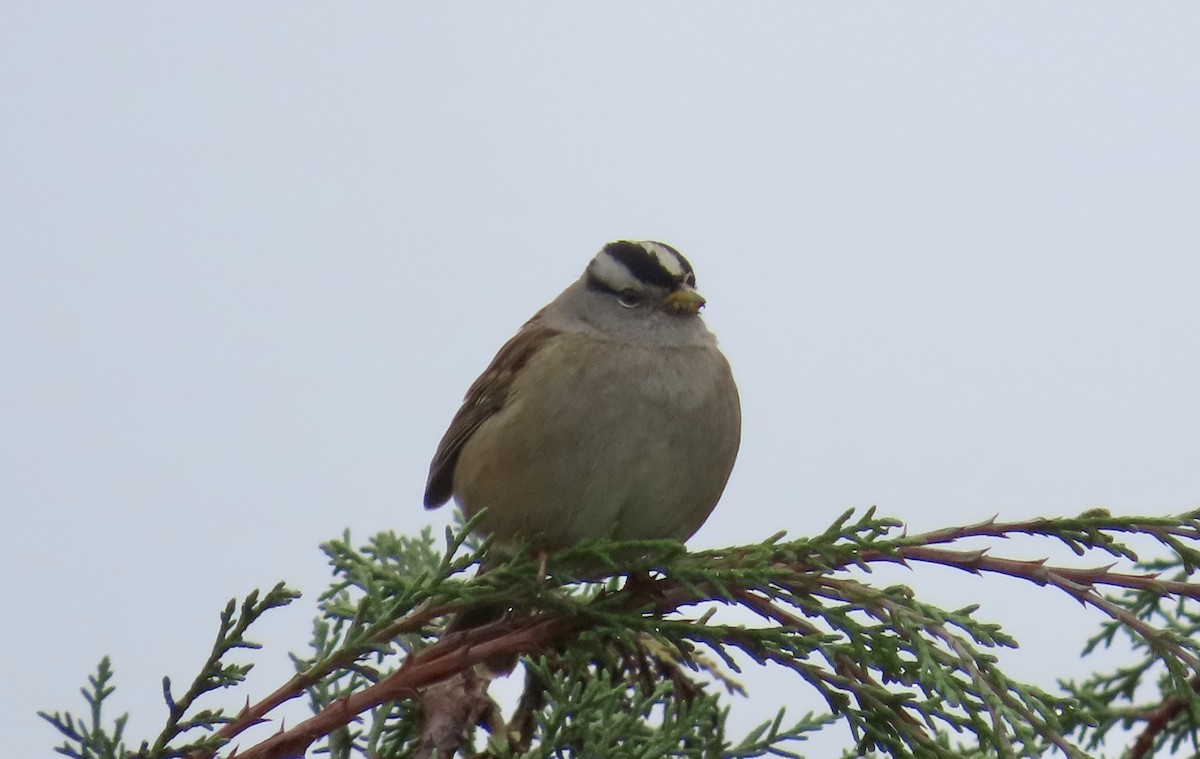 White-crowned Sparrow - ML628120145