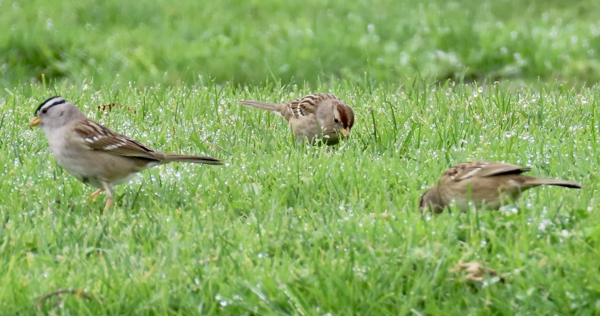 White-crowned Sparrow - ML628120146