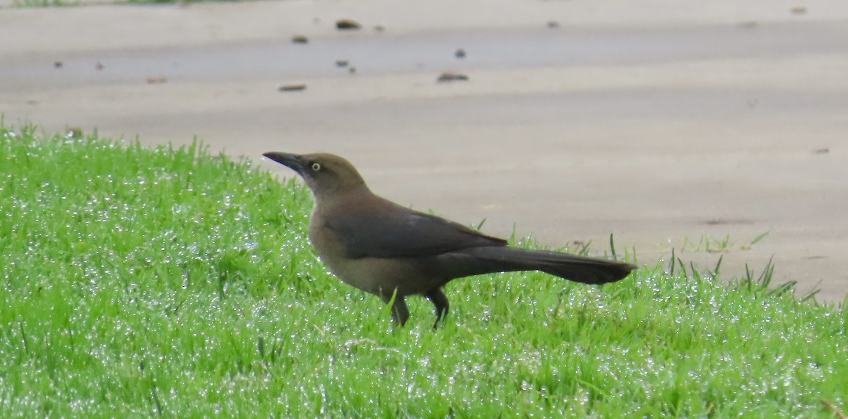 Great-tailed Grackle - ML628120147