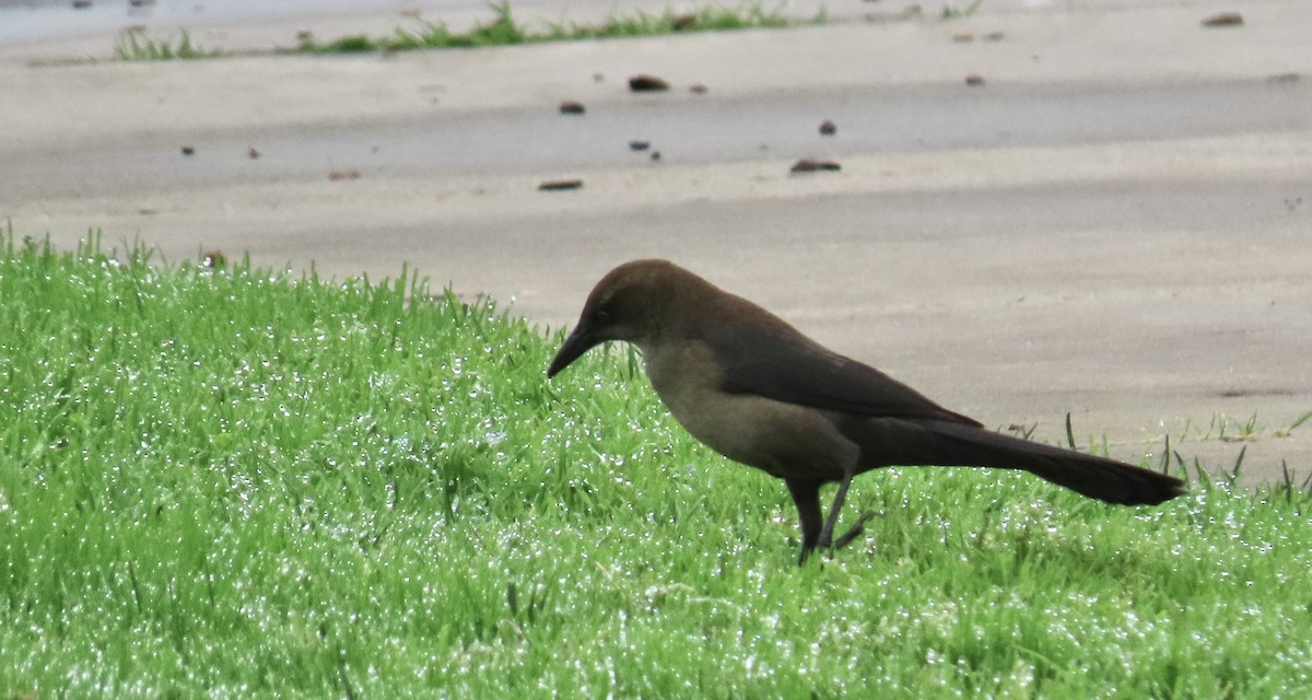 Great-tailed Grackle - ML628120148